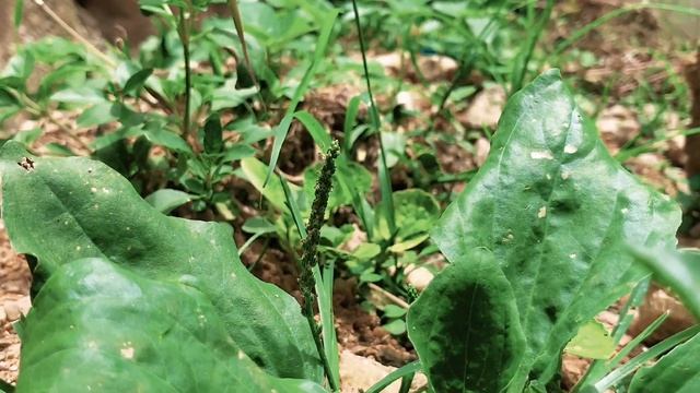 Unlocking the Healing Secrets of Plantago Major: Nature's Africa Herbal Remedy Guide. #herbal смотреть онлайн