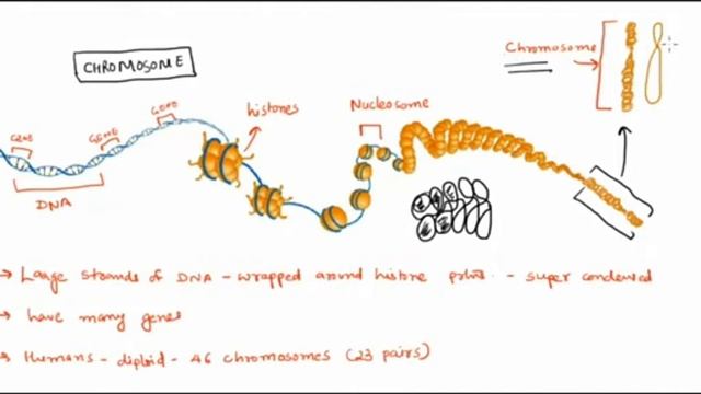 Genome, Gene, Chromosome and DNA смотреть онлайн