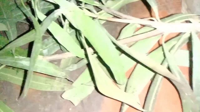 How to grow Oleander plant by cutting смотреть онлайн