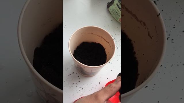 Манго жемiсiн егу улгici. Казакша!!! Астана. смотреть онлайн