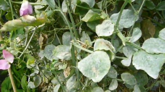 BUTTERFLY CLIP(RED ADMIRAL){VANESSA ATALANTA} смотреть онлайн