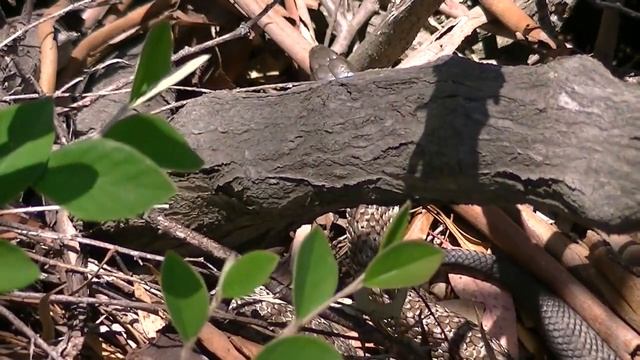 TIGER SNAKE Startled by Blue-tongue смотреть онлайн