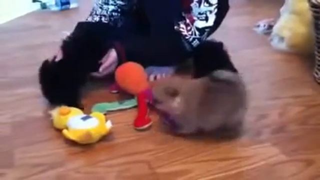 top quality rare breed mixed color tiny tea cup size Pomeranian puppies playing with toy duck смотреть онлайн