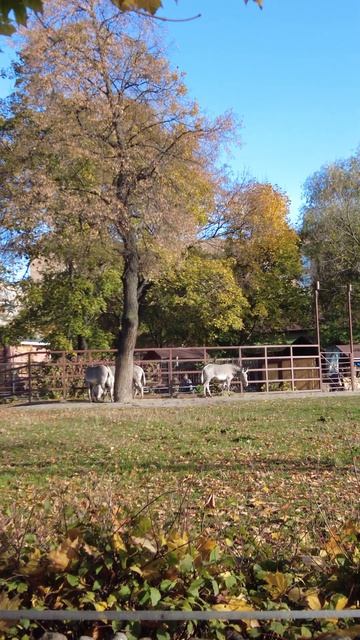 Зебры. Московский зоопарк \ Zebras. Moscow Zoo смотреть онлайн