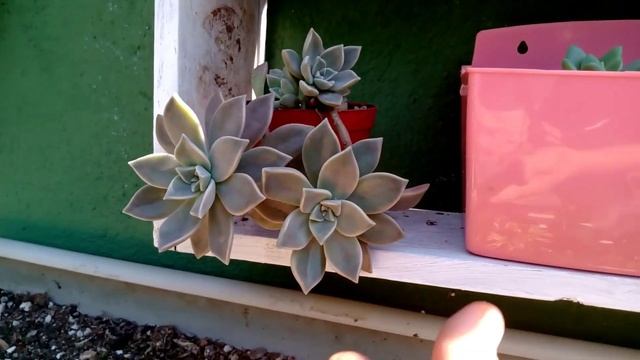 UM THOR PELO MEU JARDIM das Suculentas e Cactos, meu pequeno paraíso aqui na terra 🙏 смотреть онлайн