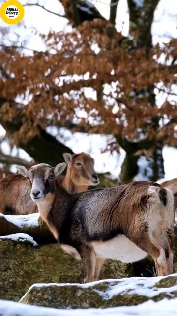 Female Mouflon | female Mouflon sheep #shorts #danimalshorts смотреть онлайн