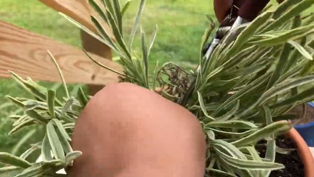 How to make a lavender topiary | propagate смотреть онлайн