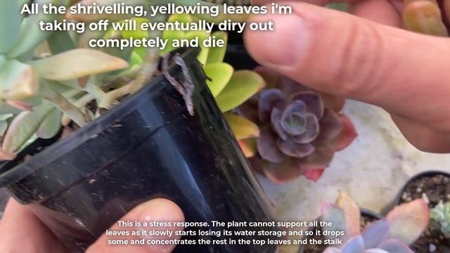 Main reasons succulents get yellow leaves смотреть онлайн