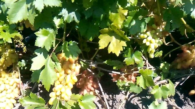 Виноград Преображение смотреть онлайн