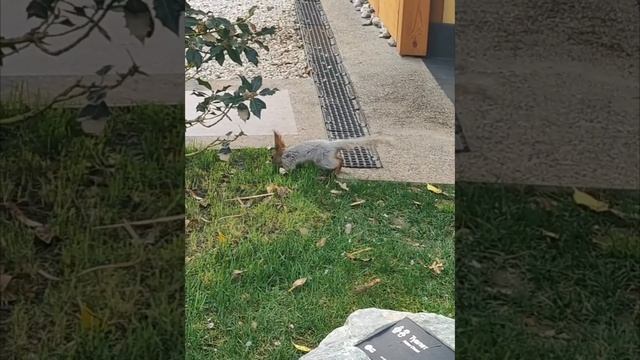 Пушистые обитатели японского сада в парке Галицкого. смотреть онлайн