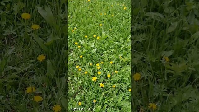 Родные просторы... (Одуванчики, звук натуральный)... смотреть онлайн
