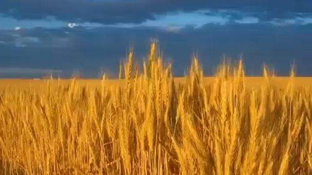 Боряно, Борянке - песен смотреть онлайн