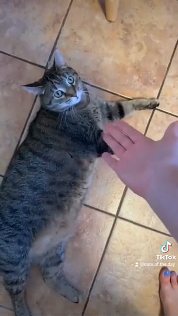 Серенада коту смотреть онлайн