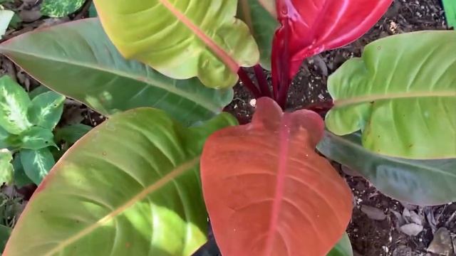 Prince Of Orange Philodendron , Filodendro Principe Naranja