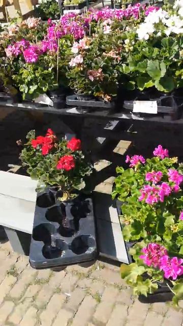 al uw plantjes en bloemen bij king of gardens official. смотреть онлайн