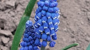 весенний адвент/задание 15/вышивка крестиком