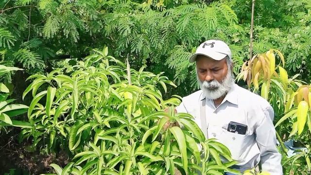 Brunei king mango और 4Kg mango की पहचान कैसे करें।पूरा वीडियो देखना ना भूले। смотреть онлайн