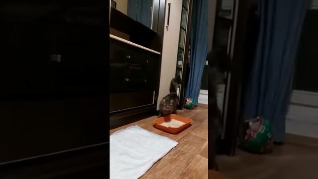 Горчица дома смотреть онлайн