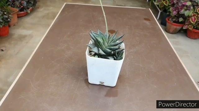5 Succulents for Beginners//Easy to grow/care(Hindi) смотреть онлайн