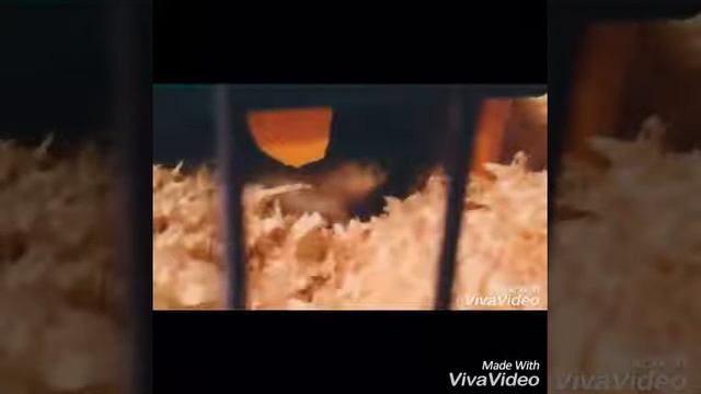 Хомяк Бусинка | Новое видео смотреть онлайн