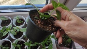 Результат укоренения одревесневших черенков метельчатых гортензий в домашних условиях 🌱.