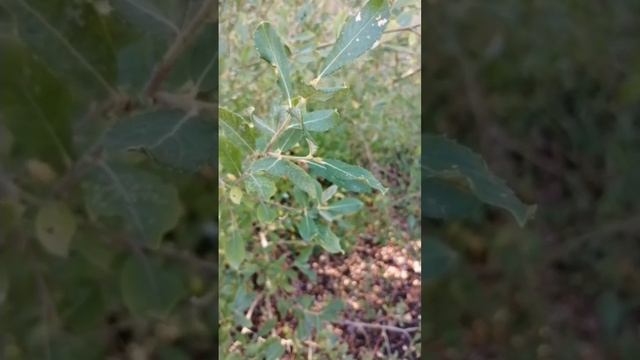Saule cendré (Salix cinerea subsp. oleifolia). Presqu'île de Rhuys, Morbihan. смотреть онлайн