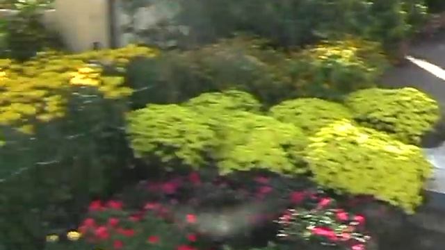 Рыбки и цветы смотреть онлайн