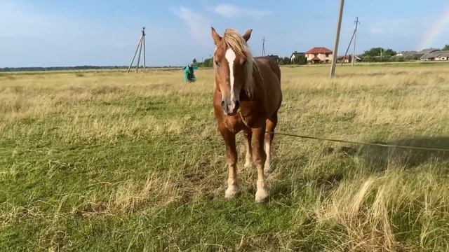 🔥Лошак на Продажу 💵 Провідали Лимура Моцна Кобила 🔥🐴💪💯 смотреть онлайн