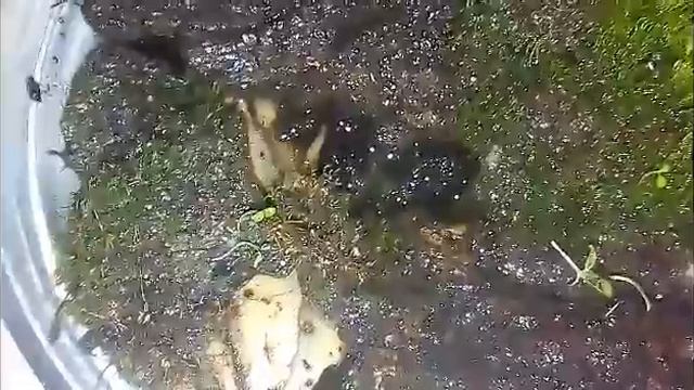 Мох . смотреть онлайн
