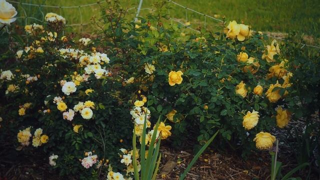 First blooms of rose David Hockney & peony Henry Bockstoce - My garden update 3 May 2024 смотреть онлайн
