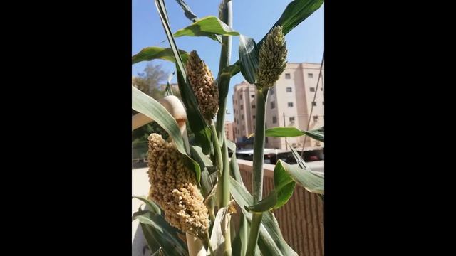 What is Sorghum I Growing Sorghum at home I Jowar Plant I Jowar Roti смотреть онлайн