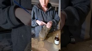 Как сделать укол морской свинке или другому зверьку