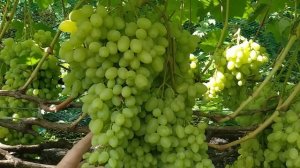 виноград Первозванный созрел полностью на 25 08 23