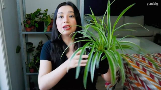 Planta Araña, Cinta, Mala Madre, Lazos de Amor, Cuidados y Propagación | Plantely смотреть онлайн