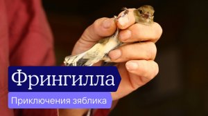 Фрингилла: приключения зяблика в Калининградской области