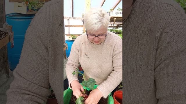 Распикировали побольше объём огурцы 🥒. смотреть онлайн