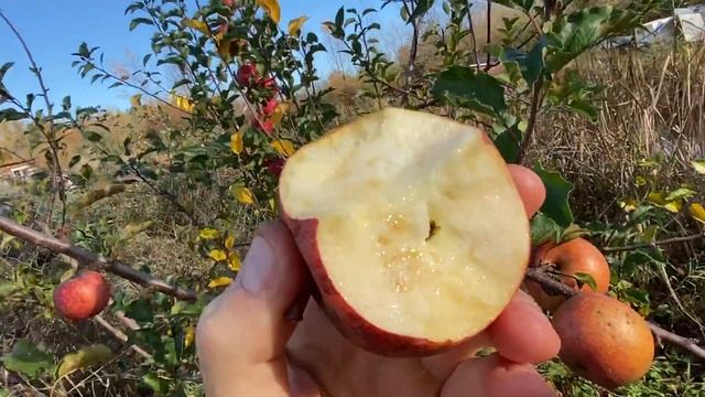 Cornish Aromatic Apple Taste Test Pacific Northwest смотреть онлайн