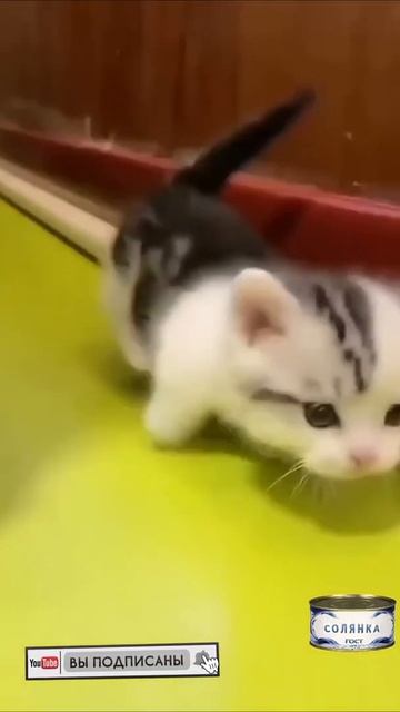 супер милый котик , плюшевый , маленький котенок super cute cat , plush , little kitten 11.03.202 смотреть онлайн
