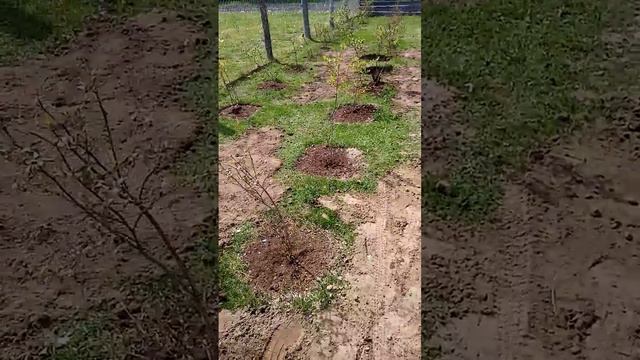 Ошибки При ПОСАДКЕ голубики смотреть онлайн