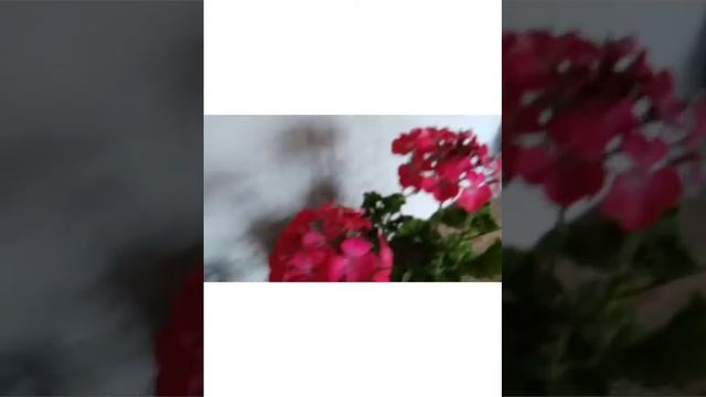 geranio chino ... una hermosura de planta.... смотреть онлайн