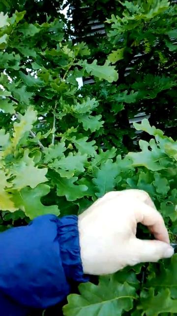 Мой дуб. смотреть онлайн