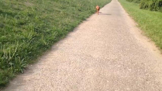 Rhodesian Ridgeback (Casey Ridge & Kaya Papaya) смотреть онлайн