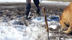 лучший способ растопить лед на озере для уток .