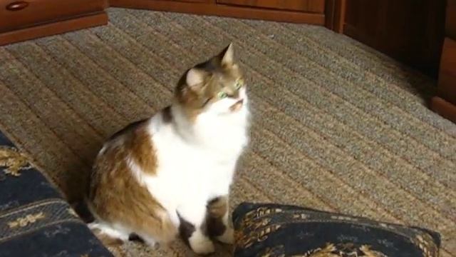 Летим, брат, летим! смотреть онлайн