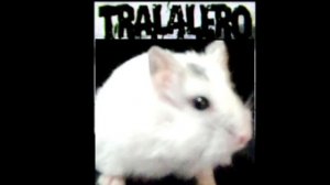 Тралолело тралала☠️ фонк
(хомяш)