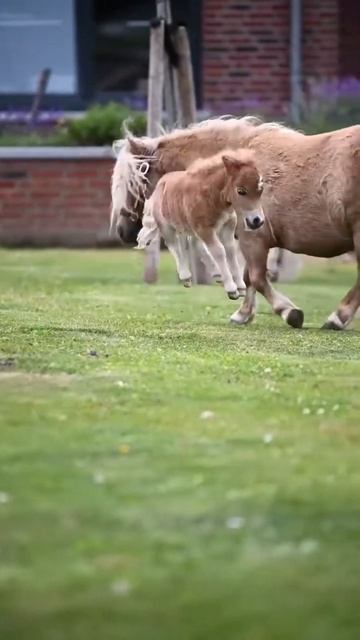 very small horse interesting facts |#shorts|cute small horse| இந்த உலகத்திலேயே சின்ன குதிரை смотреть онлайн