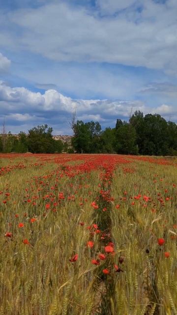 WHEAT FIELD WITH POPPIES смотреть онлайн