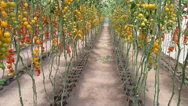 1 сентября 2017 г. смотреть онлайн