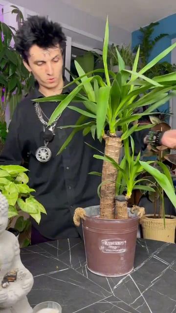 Юкка \ Уход за цветами без затрат смотреть онлайн