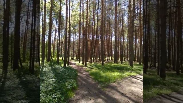 сосны ,везде сосны !Воздух бесподобный ! смотреть онлайн